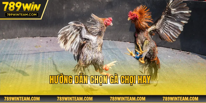 Hướng dẫn chọn gà chọi hay