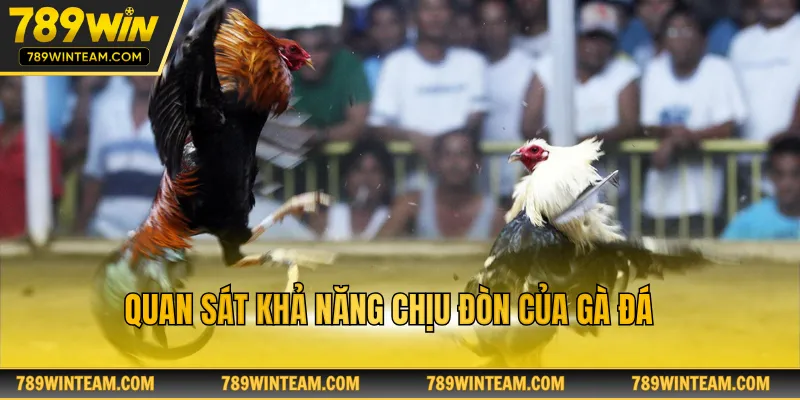 Quan sát khả năng chịu đòn của gà đá